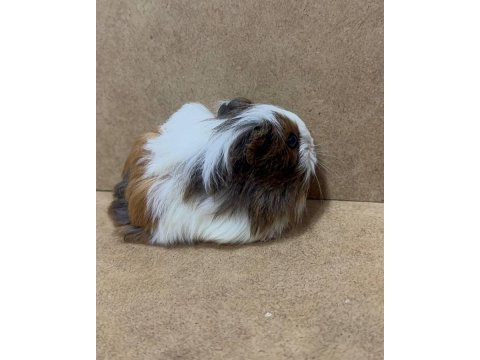 Ginepig yavrularımız gün içi gönderim sağlanmakta