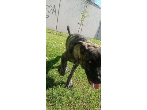 Akbaş kırması köpeğimiz