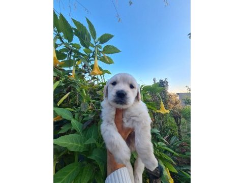 Golden retriever erkek bebek mersin
