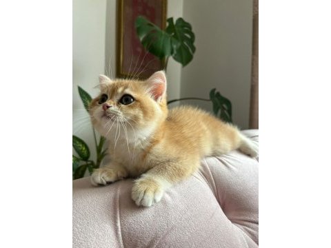 Şecereli golden ny12 dişi british shorthair