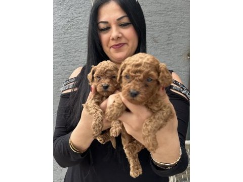 Red ufacık toy poodle yavrularım