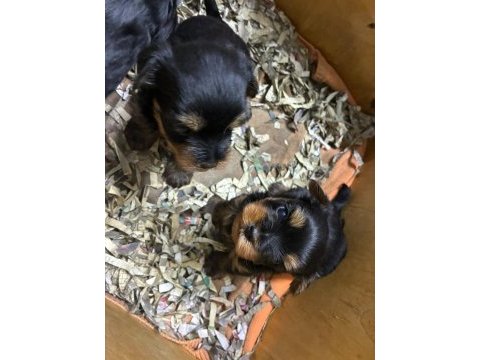 Irk ve sağlık garantili yorkshire terrier köpeği