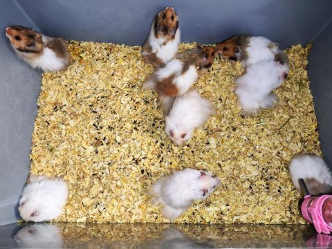 Teddy bear hamster