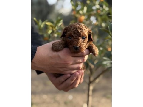 Sevgi ile büyüyen poodle yavrularım yeni ailelerini arıyor
