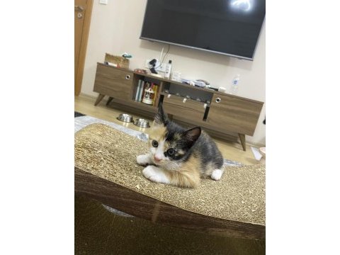 Gebzede yavru kedi