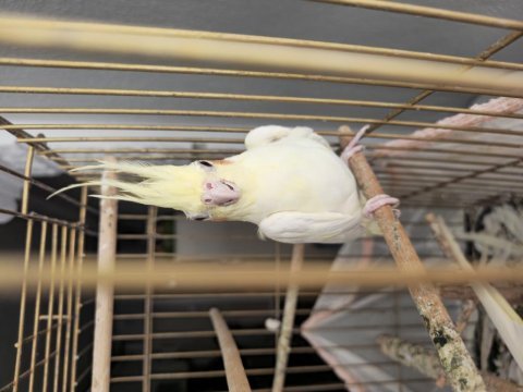 1 yaşlarında sağlıklı dişi lutino sultan papağanı