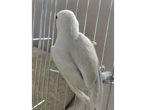 2 aylık yavru sevda papağanı