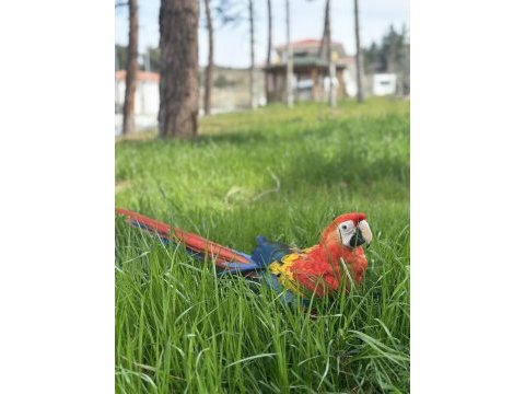 1 yaşında mutasyon scarlet macaw