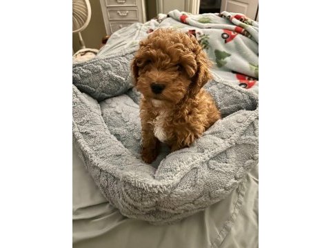 Veteriner kliniğinde teslim maltipoo bebekler