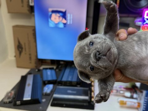 French bulldog yavrular