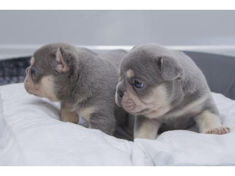 French bulldog lilac tan