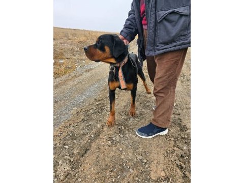 1.5 yaşında erkek rottweiler