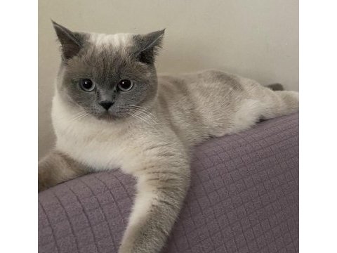 British shorthair kızım için bir yuva