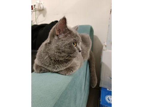 British shorthair kızım miya için aile arıyorum