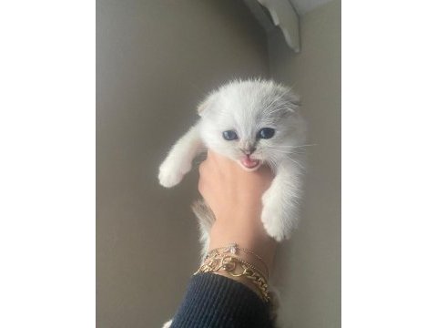 Yavru erkek scottish fold kedim leo