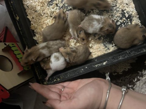 Minik tatlı hamsterlarımıza yuva arıyoruz