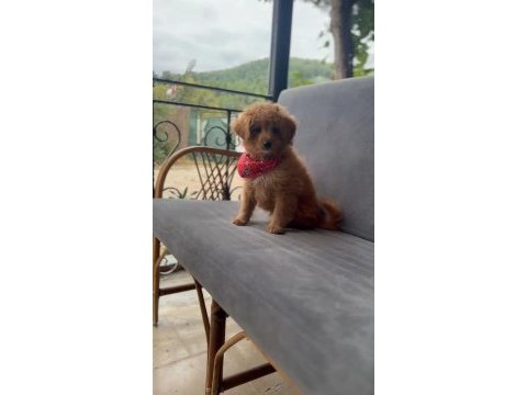 Maltipoo bebekler
