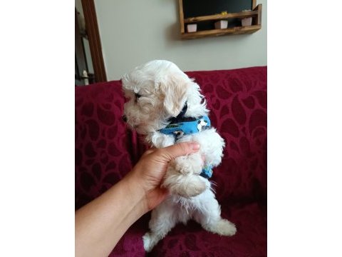 Orjinal maltese yavrusu