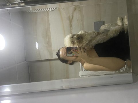 9 aylık poodle oğluma eş arıyorum