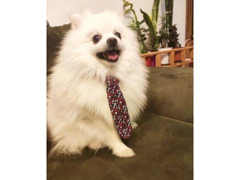 Pomeranian erkek
