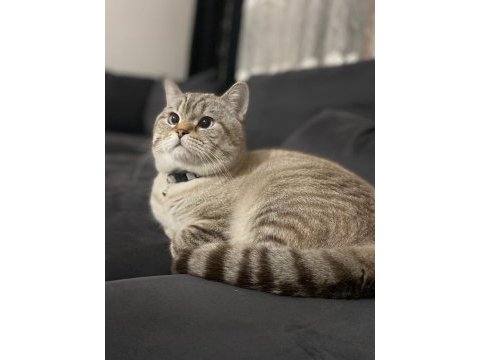 Acil british shorthair