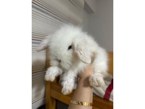 1 aylık hollanda lop tavşanı