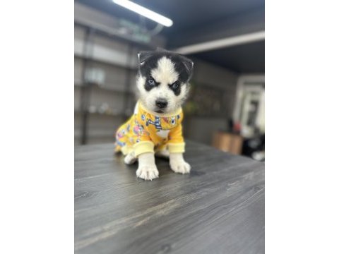 Mavi göz efsane husky yavrularım