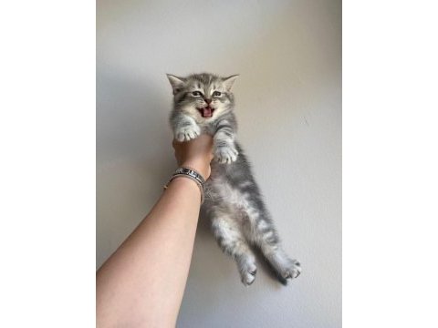 Scottish fold kedilerimizi ücretsiz sahiplendiriyoruz
