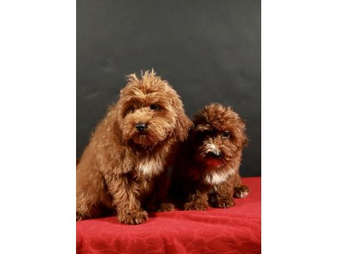 14 şubat doğumlu maltipoo yavrularım