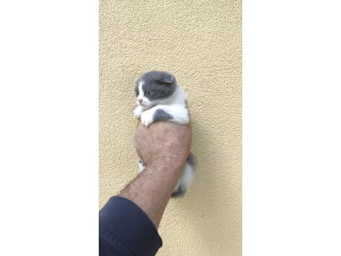Gri beyaz yavru scottish fold