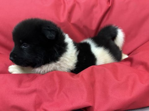 Show kalite amerikan akita yavruları