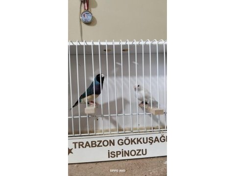 Gökkuşağı ispinozu (gouldian finch)