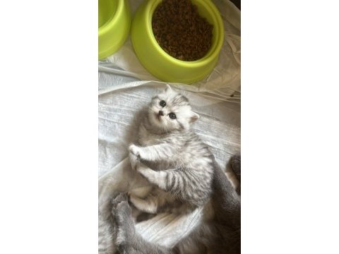 Sevimli scottish fold kulaklar