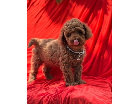 Gerçek tea cup teddy red brown poodle bebekler