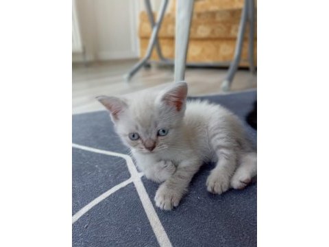 Beyaz british shorthair