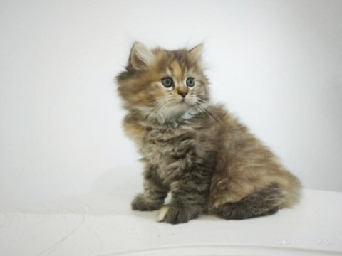 British longhair dişi ve erkek yavrular bursa