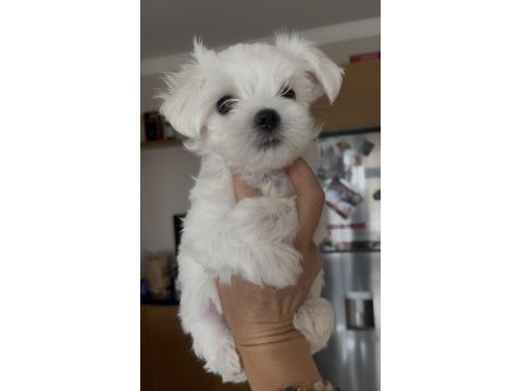 0 numara kore maltese