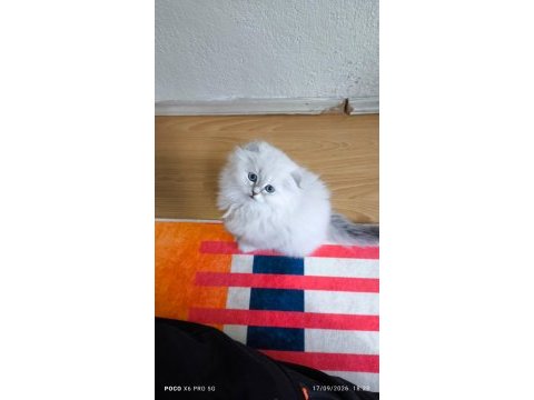 British longhair yavrular