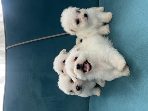 Tea cup kore kan maltese bebekler