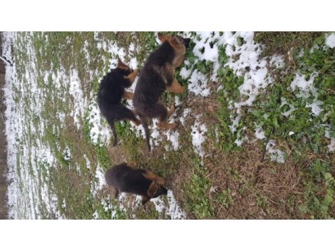 Alman çoban köpeği 4 aylık erkek