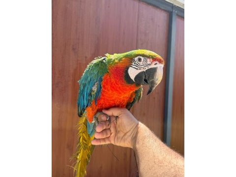 Eğitimli ara macaw papağanlarımız gönderim mevcut