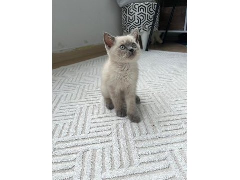 3 aylık blue point dişi