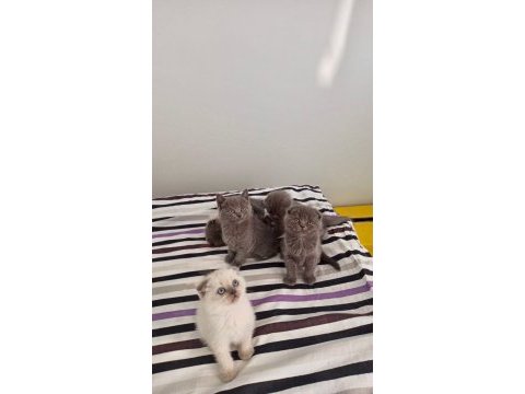 Scottish ve british shorthair yavrular yuvalarını bekliyor