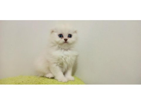 Kayseri'de tek scottish fold