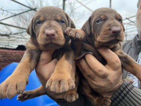 Heybetli üst kalite doberman yavrular