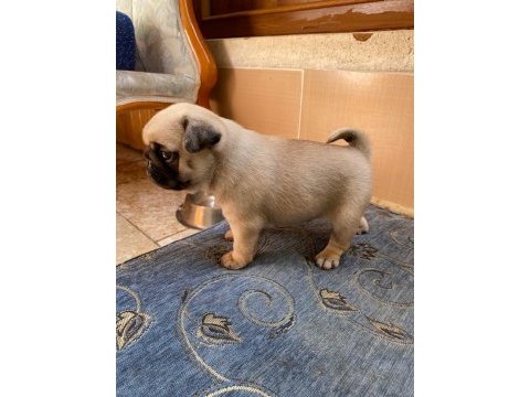 A kalite pug yavrularımız görülmeye değer