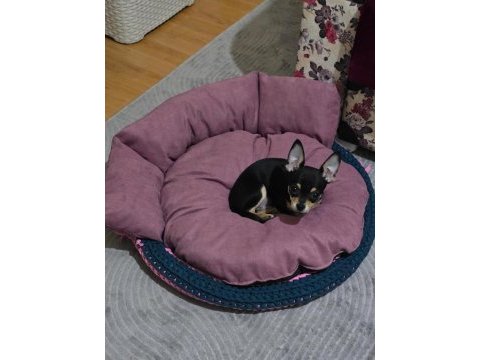 1 yaşında pinscher uysal pet eğitimi var