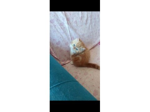 Saf kan exotic shorthair erkek yavru