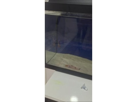 Benekli kedi balığı