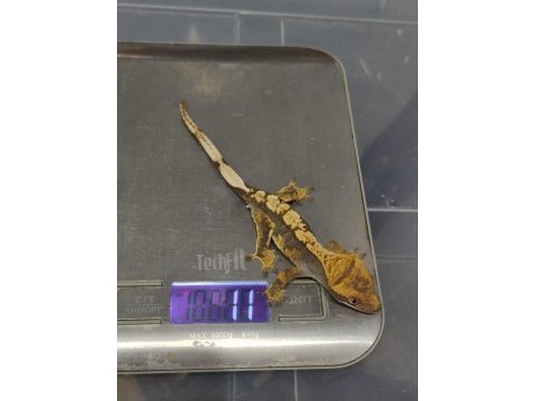 Crested gecko